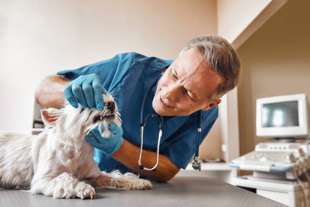 Best Emergency Treatment for Dental Infections or Abscesses in Brodheadsville, PA